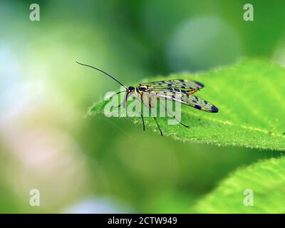 Skorpionfliege (Panorpa sp.) weiblich, im Laub sonnen, Kent UK, gestapeltes Fokusbild Stockfoto