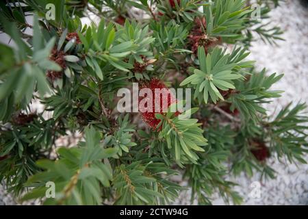 Rote Australische Flaschenbürste Callistemon Sp Stockfoto