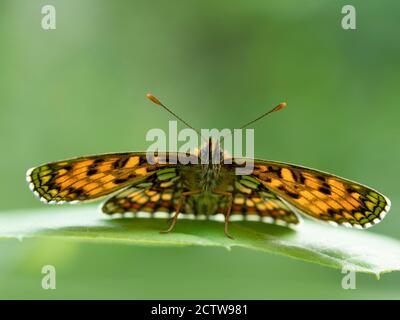Heath Fritillary (Melitaea athalia), Blean Woodlands, Kent, Großbritannien Stockfoto