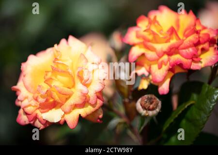 Sheila's Parfüm Floribunda Rose . Mittelgroße, ziemlich volle Blüten sind gelb, rot umrandet, mit einem schönen Duft. Stockfoto