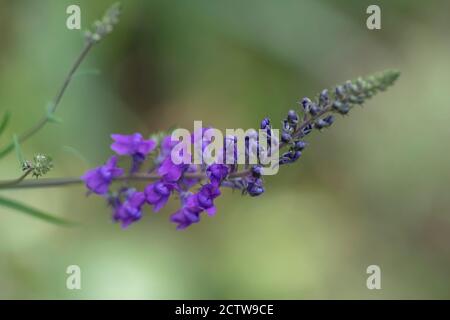 Veronica longifolia oder Speedwell, eine leuchtend violett-blaue Wildblume in einem Garten Stockfoto