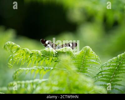 Weißer Admiralschmetterling (Limenitis camilla), der in der Sonne auf Farnblättern ruht, Blean Woodlands, Kent UK Stockfoto