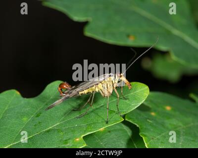 Skorpionfliege (Panorpa sp.) männlich, Blean Woodlands, Kent UK, Stockfoto