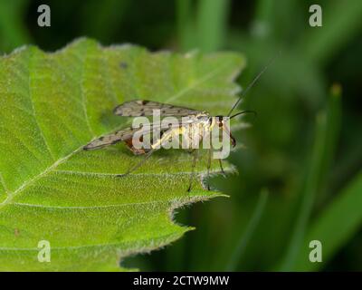 Skorpionfliege (Panorpa sp.) männlich, Blean Woodlands, Kent UK, Stockfoto