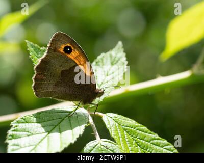 Wiesenbrauner Schmetterling (Maniola jurtina), Hintergrundbeleuchtung auf Blatt, Blean Woodlands, Kent UK Stockfoto