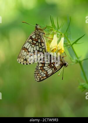 Heide Fritillary Butterfly (Melitaea athalia), Paarpaarung, auf gewöhnlicher Kuhweize (Melampyrum pratense), Blean Woodlands, Kent UK Stockfoto