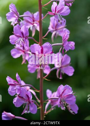 Rosebay Willowherb (Epilobium angustifolium), Blean Woodlands, Kent Großbritannien Stockfoto