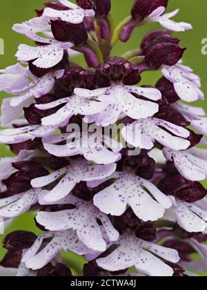 Lady Orchid (Orchis purpurea) in Blume, Denge Woods, Bonsai Bank, Kent, Großbritannien, gestapeltes Fokusbild Stockfoto