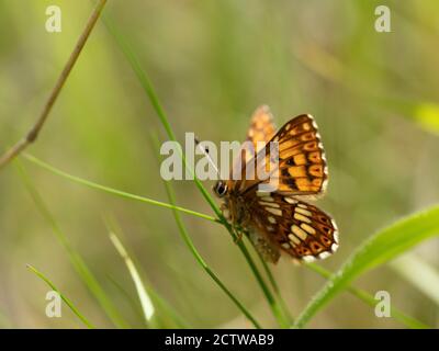 Duke of Burgundy Butterfly (Hamearis lucina), Bonsai Bank, Denge Woodlands, Kent Großbritannien Stockfoto