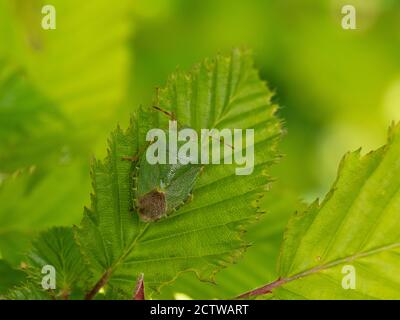 Grüner Schildbug (Palomena prasina), auf Blatt getarnt, Kent UK, Stockfoto