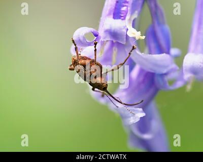 Acorn Weevil (Curculio glandium), On Bluebell (Hyacinthoides non-scripta), East Blean Woodlands, Kent UK, gestapeltes Fokusbild Stockfoto