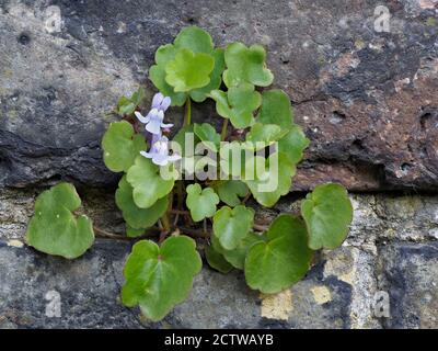 Ivy-leaved Toadflax (Cymbalaria muralis) wächst in Steinwand, Kent UK, gestapelt Focus Image Stockfoto