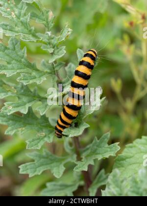 Zinnober (Tyria jacobaea) Raupe auf Ragwort (Senecio jacobaea), Fordwich, Kent, Großbritannien Stockfoto