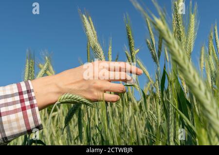 Die Hand der Frau berührt die grünen Roggenspitzen gegen die Nahaufnahme des blauen Himmels Stockfoto