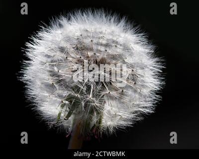 Löwenzahn (Taraxacum officinale) Nahaufnahme des Blütenkernkopfes, Kent, Großbritannien Stockfoto