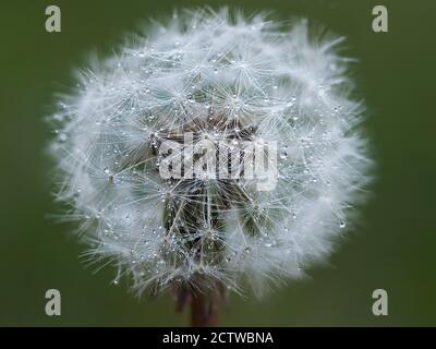 Löwenzahn (Taraxacum officinale) Nahaufnahme des Blütenkernkopfes, Kent, Großbritannien Stockfoto
