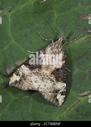 Bloxworth Snout Moth (Hypena obsitalis) im Garten, Kent UK, gestapeltes Fokusbild Stockfoto