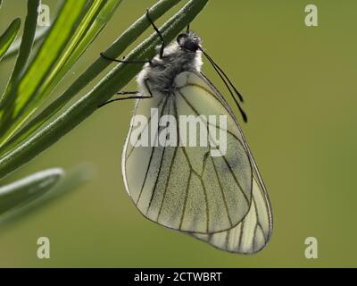 Schwarz geäderter weißer Schmetterling (Aporia crataegi), gestapeltes Fokusbild, Großbritannien, kontrollierte Situation Stockfoto