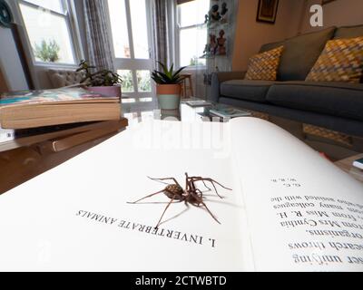 House Spider (Tegenaria domestica) auf Buch in House, Kent UK Stockfoto