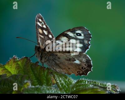 Gesprenkelte Holzschmetterling, (Pararge aegeria) auf Bramble (Rubus fructicosus) Blätter, Kent UK Stockfoto