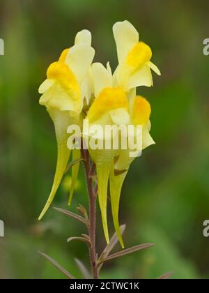 Yellow Toadflax Flower (Linaria vulgaris), Kent UK, auch als gemeinsame Toadflax und Butter und Eier, gestapelt Focus Image Stockfoto