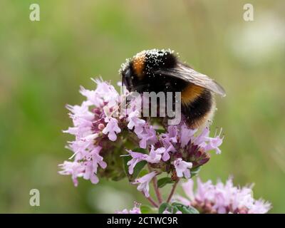 Hummel (Bombus terrestris), auf der Thymian-Blume (Thymus serphyllum), Kent UK, mit Pollen auf dem Rücken Stockfoto