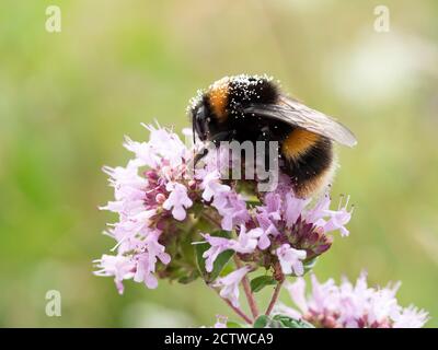 Hummel (Bombus terrestris), auf der Thymian-Blume (Thymus serphyllum), Kent UK, mit Pollen auf dem Rücken Stockfoto