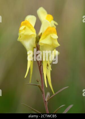 Yellow Toadflax Flower (Linaria vulgaris), Kent UK, auch als gemeinsame Toadflax und Butter und Eier Stockfoto