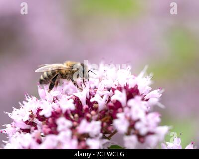 Honigbiene (APIs mellifera) nectaring on Wild Thyme (Thymus serphyllum) Blume, Kent Großbritannien Stockfoto