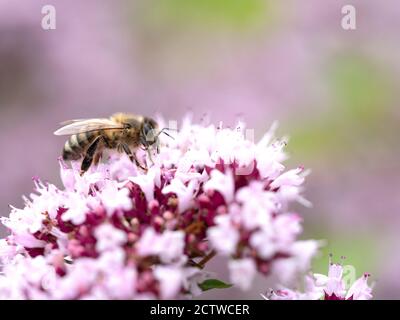 Honigbiene (APIs mellifera) nectaring on Wild Thyme (Thymus serphyllum) Blume, Kent Großbritannien Stockfoto