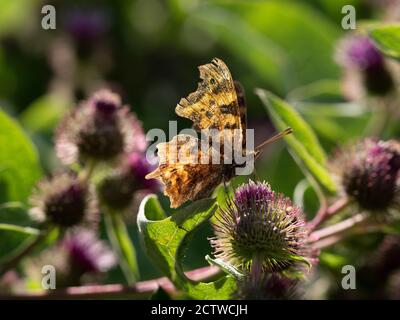 Comma Butterfly (Polygonia c-Album) Kent, UK, nectaring on Distel Flower Stockfoto