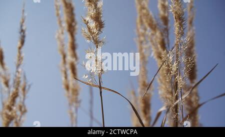 Gras gegen blauen Himmel Stockfoto