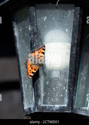 Kleiner Schildkrötenschellschmetterling (Aglais urtica), der auf einer Außenlampe im Garten ruht, Kent UK Stockfoto