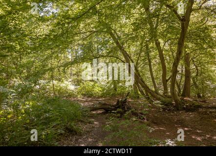 Eine Clearing in Wormley Wood, East Herts Stockfoto