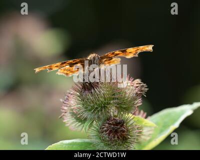 Comma Butterfly (Polygonia c-Album) Kent, UK, nectaring on Distel Flower Stockfoto