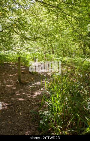 Waldweg mit Wegmarkierung Stockfoto