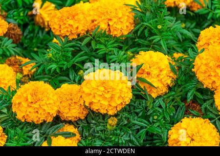 Schöne Ringelblume Blumen auf einem Blumenbett, floral hellen Hintergrund Stockfoto