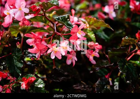 Nahaufnahme von schönen rosa Wüstenrosen im botanischen Garten Madeira, Portugal Stockfoto