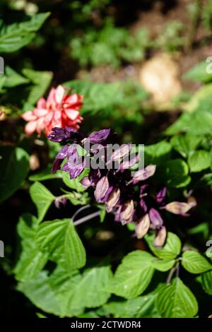 Vertikale Aufnahme von schönen Blüten im botanischen Garten Madeira, Portugal Stockfoto