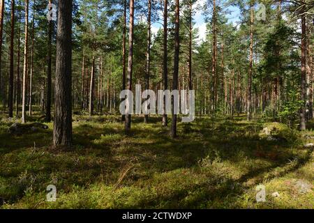 Kiefernwald im Morgenlicht und Schatten auf dem Land In blühenden Blumen Heide Stockfoto