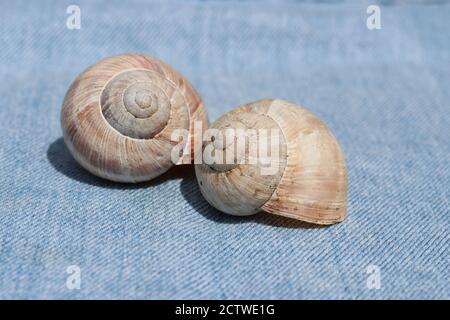 Nahaufnahme von zwei leeren römischen Schneckenmuscheln auf blau Stoff Stockfoto