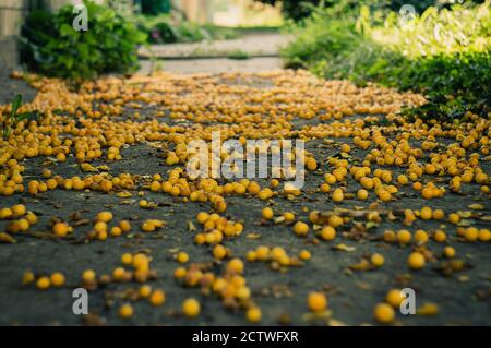 Viele goldene reife Kirschpflaumen liegen auf dem Boden unter Das Grasland Stockfoto