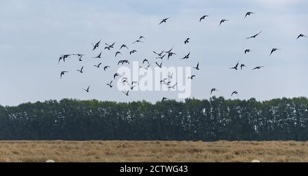 Flug einer Herde wilder Tauben im Blau wolkiger Sommerhimmel Stockfoto