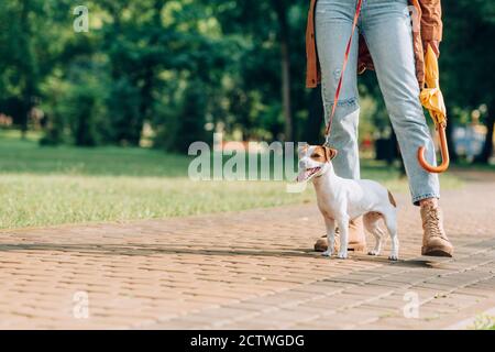 Beschnittene Ansicht von Jack russell Terrier an der Leine, die in der Nähe steht Frau mit Sonnenschirm im Park Stockfoto