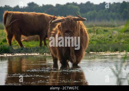 Highlander Kuh genießen das Wasser im Teich, hinter dem Wald genannt donkere duinen in den niederlanden. Stockfoto