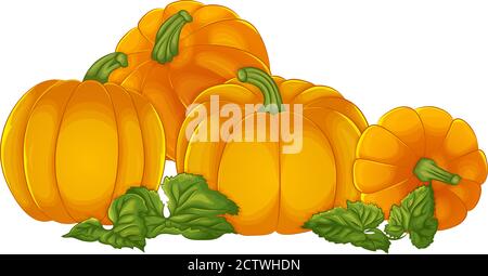 Vektorgrafik mit Kürbissen isoliert auf weißem Hintergrund. Illustration am Tag von Thanksgiving oder Halloween. Erntesymbol Saisondekoration Stock Vektor