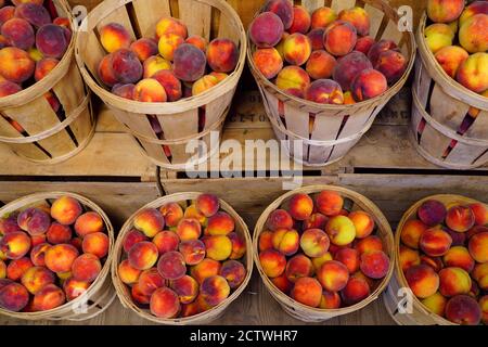 Buschel frische Pfirsiche im Sommer in New Jersey Stockfoto