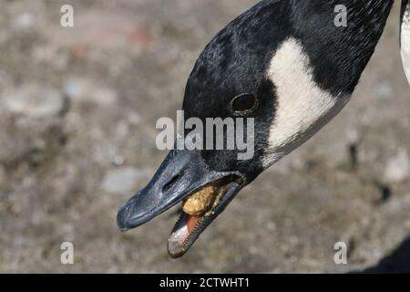 Kanada Gänse Nahaufnahme Stockfoto