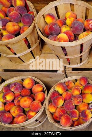 Buschel frische Pfirsiche im Sommer in New Jersey Stockfoto