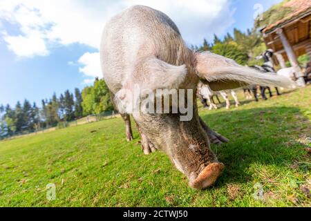 Portrait eines Schweins auf einem Bauernhof Stockfoto